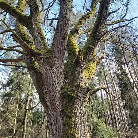 Dom Na Końcu świata Ostrowite Sauna I Ruska Bania